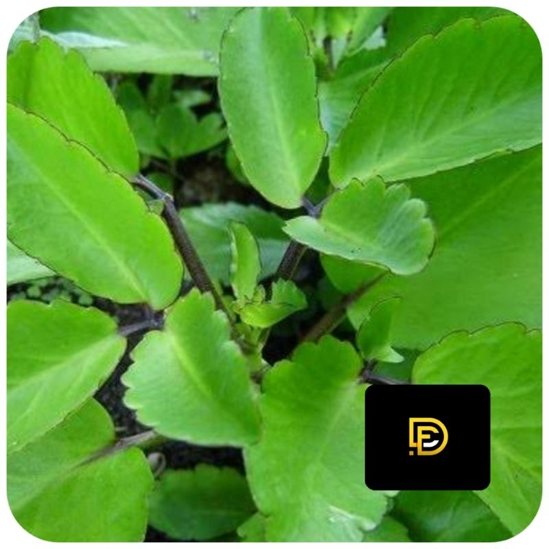 

Daun cocor bebek segar daun sosor bebek daun buntiris 250 gram-az