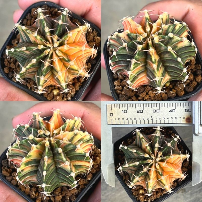 Kaktus LB hybrid Variegata orange