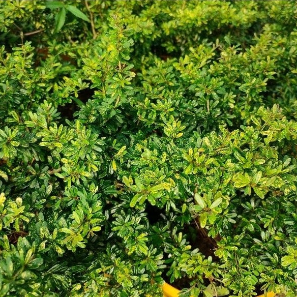 bonsai saeng simbur super micro varigata batang besar