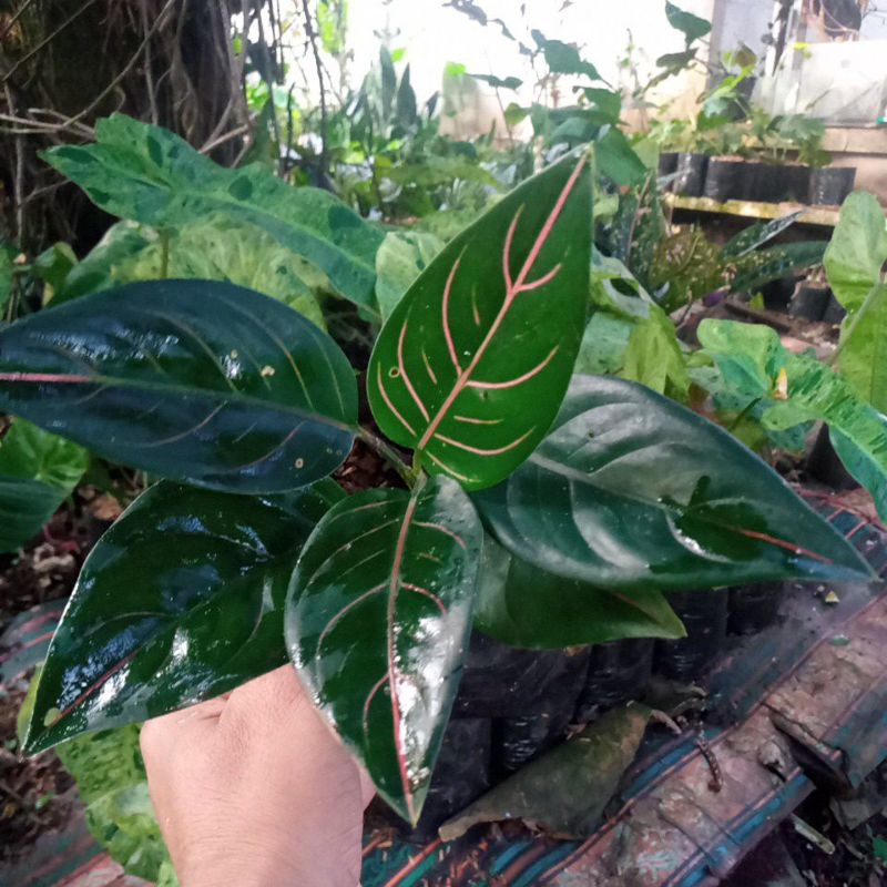 tanaman hias aglonema rotundum - aglonema rotundum