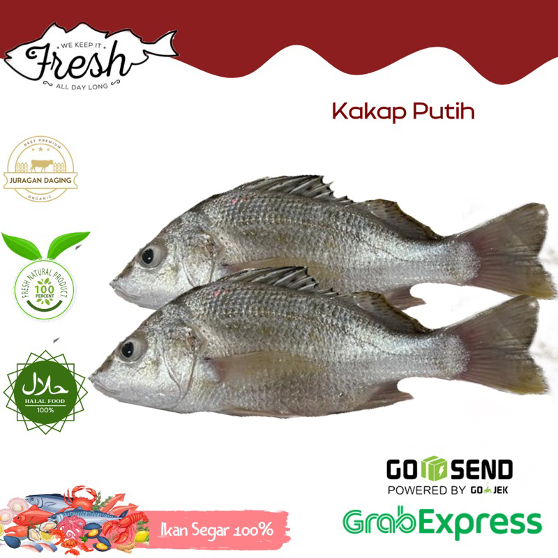 

IKAN KAKAP PUTIH FRESH 1kg