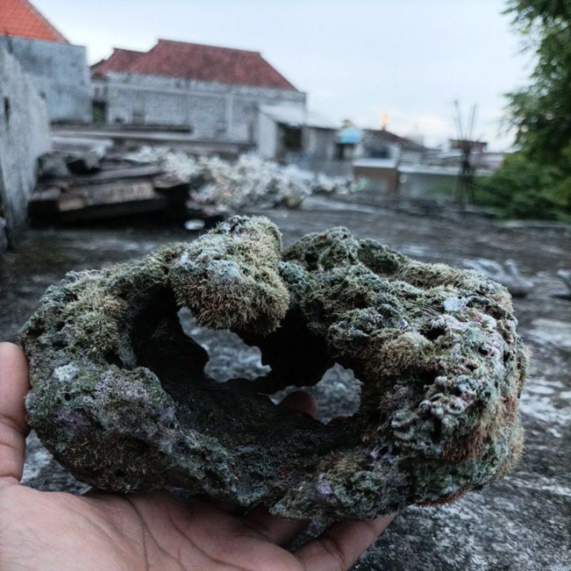 liverock live rock batu karang laut asli hias aquarium berlubang berongga