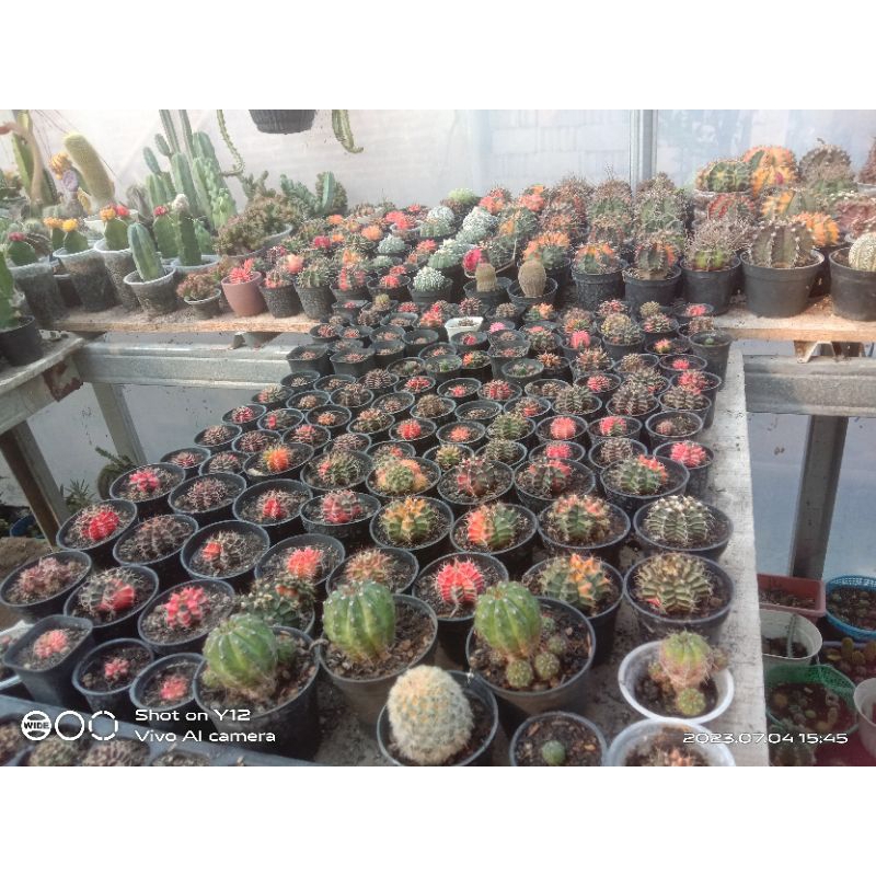 Aneka jenis kaktus hias