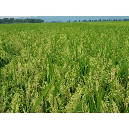 Bibit Padi SR Benih Unggul Genjah 1KG