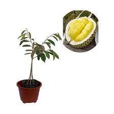 Bibit durian musang king Kaki 3 cangkok cepat berbuah