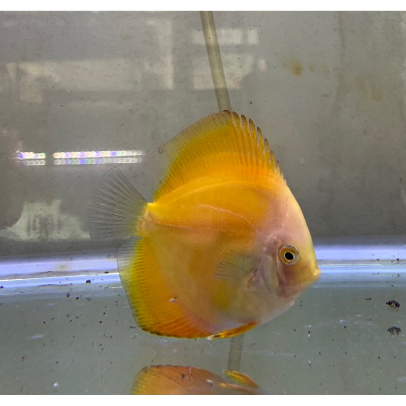 Discus Golden