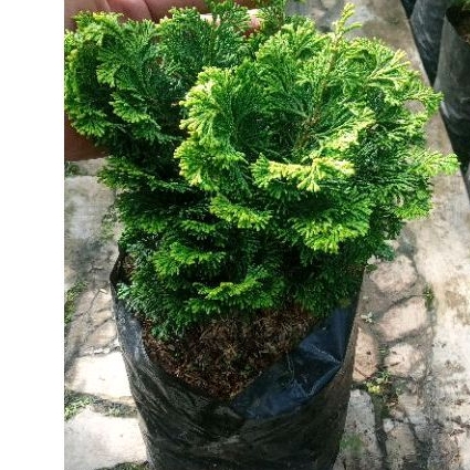 Tanaman hias cemara inoki stock Besar