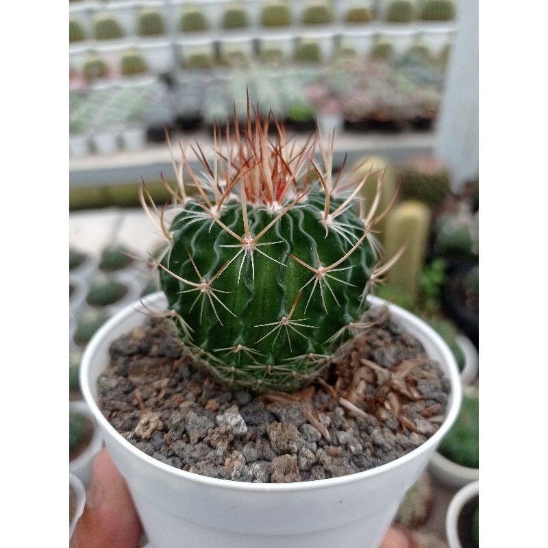 Echinofossulocactus anfractuosus ( stenocactus)