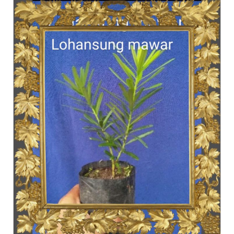 (COD)Lohansung Mawar/ bonsai/bahan bonsai/ bibit lohansung