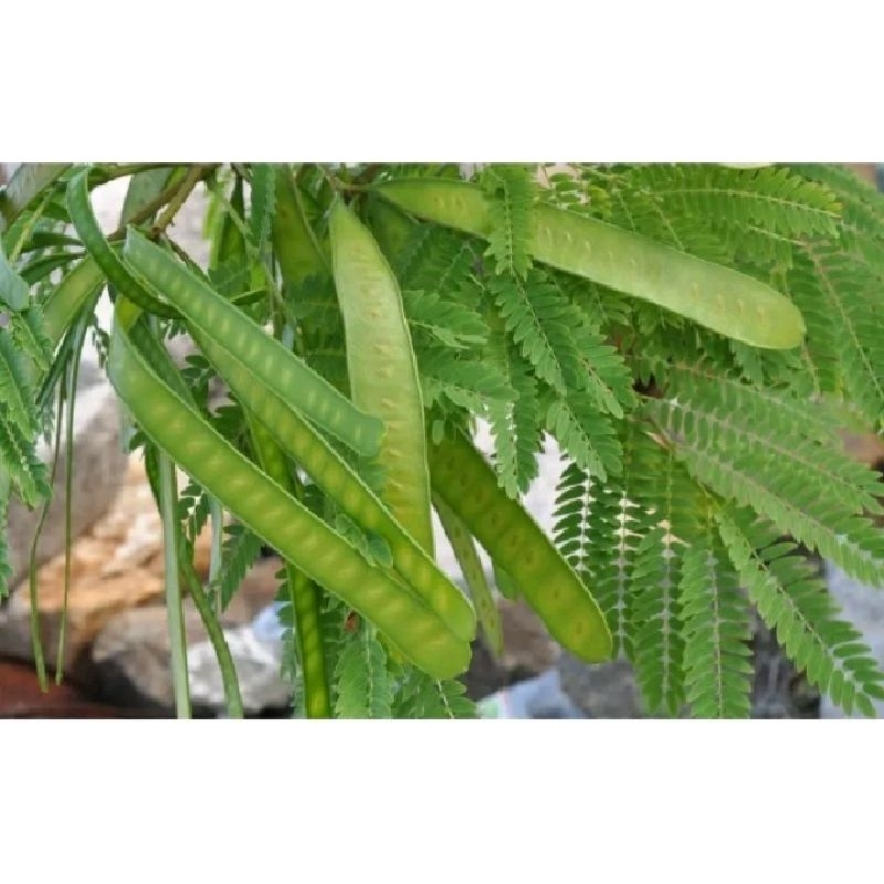 Petai Cina Atau Petai Lantoro muda fresh