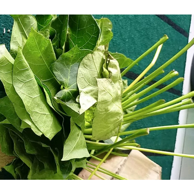 100 gram Daun jarak Pagar segar / Daun jarak pagar