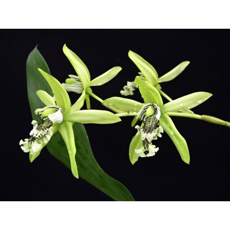 Anggrek Coelogyne Mayeriana