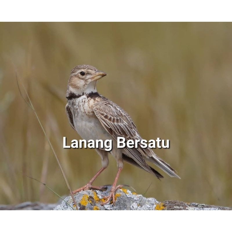 burung calandra lark branjangan import pilihan jantan