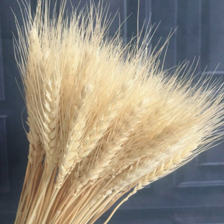 Padi Kering Artificial Bunga Kering Hias Dekorasi Buket Dried Flower Wheat Gandum BG37