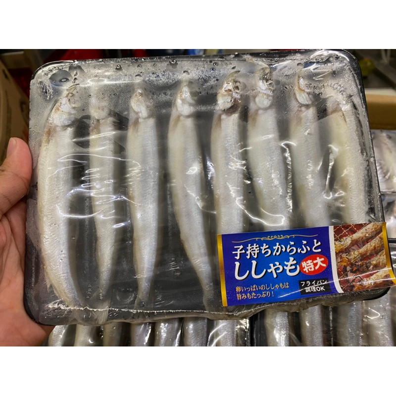 

ikan shisamo / ikan capelin / ikan cipung / ikan telor 170 gr