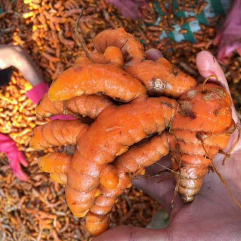 

Kunyit 1Kg / Kunyit Segar / Kunyit Rempah / Rempah Rempah