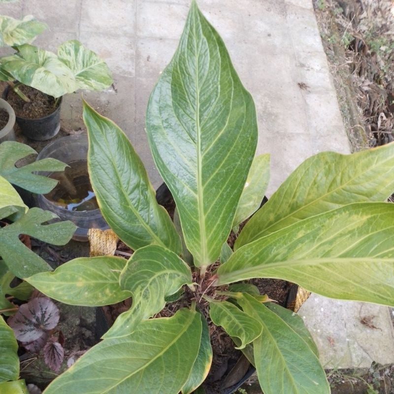 Tanaman anthurium jemani ukuran jumbo