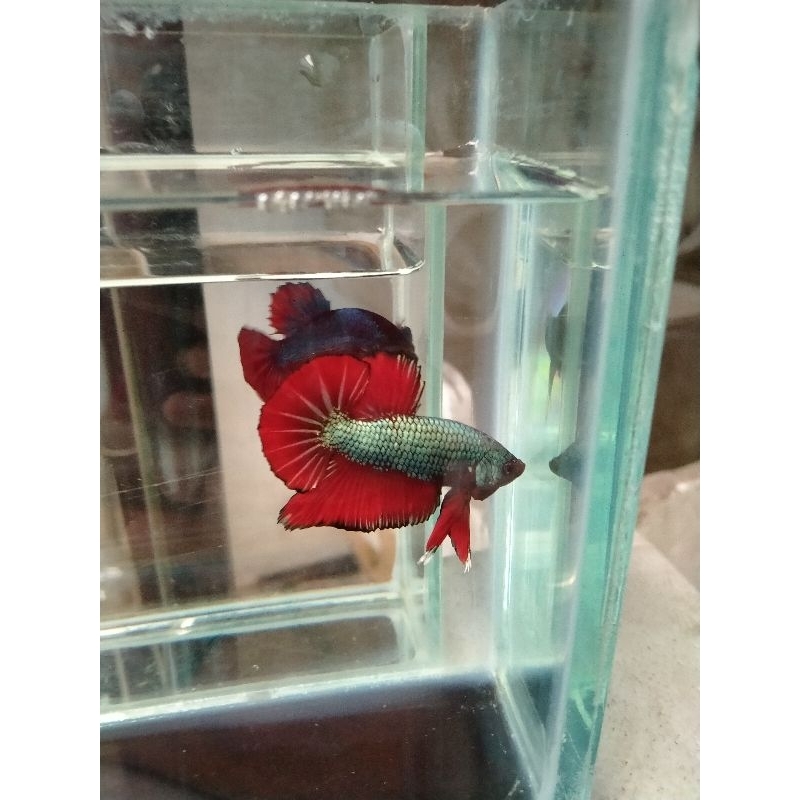 Cupang hmpk red Cooper