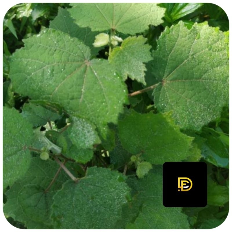 

Daun pulutan segar 500 gram petik langsung-az