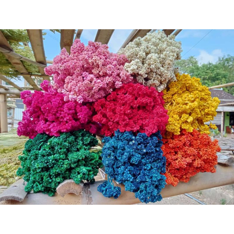 [ Termurah] Bunga edelweis warna |bunga edelweis/bunga kering abadi