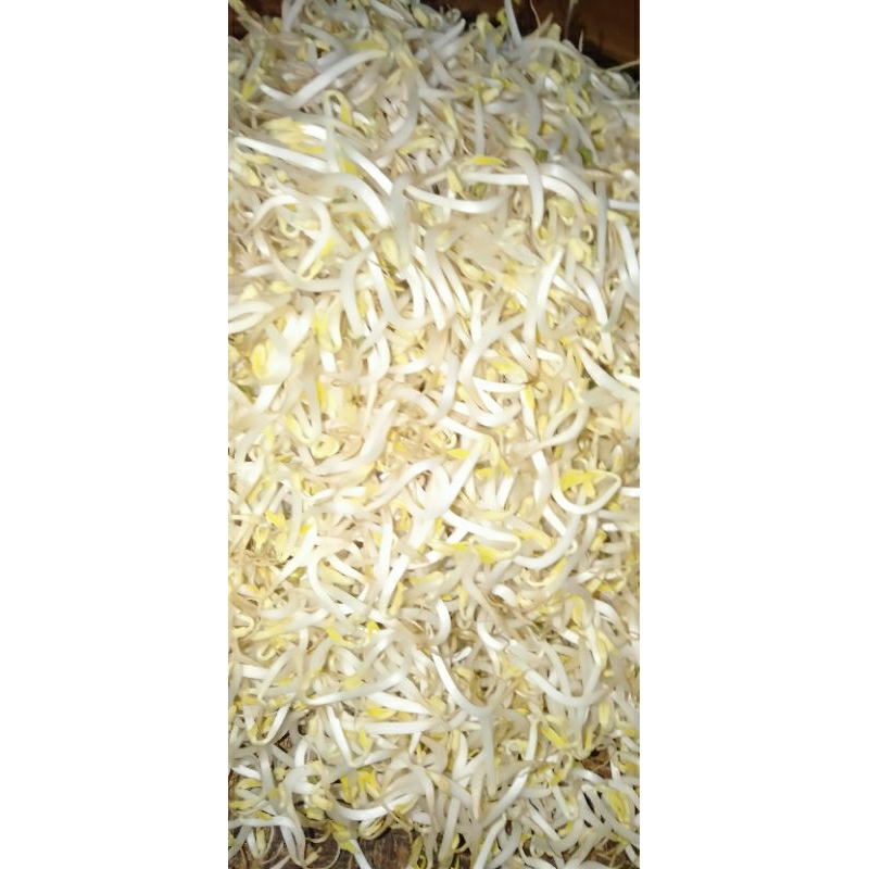 

KECAMBAH TAUGE KACANG IJO