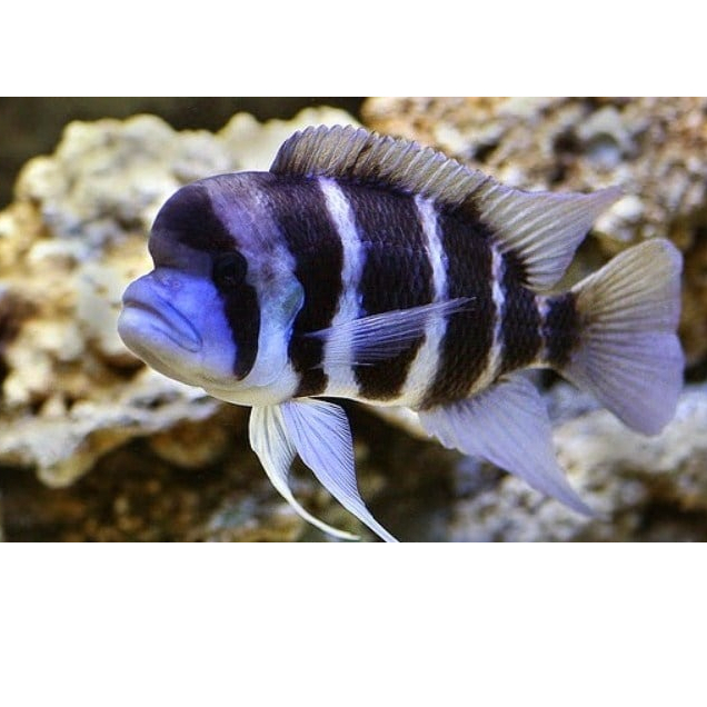 Frontosa burundi african cichlid