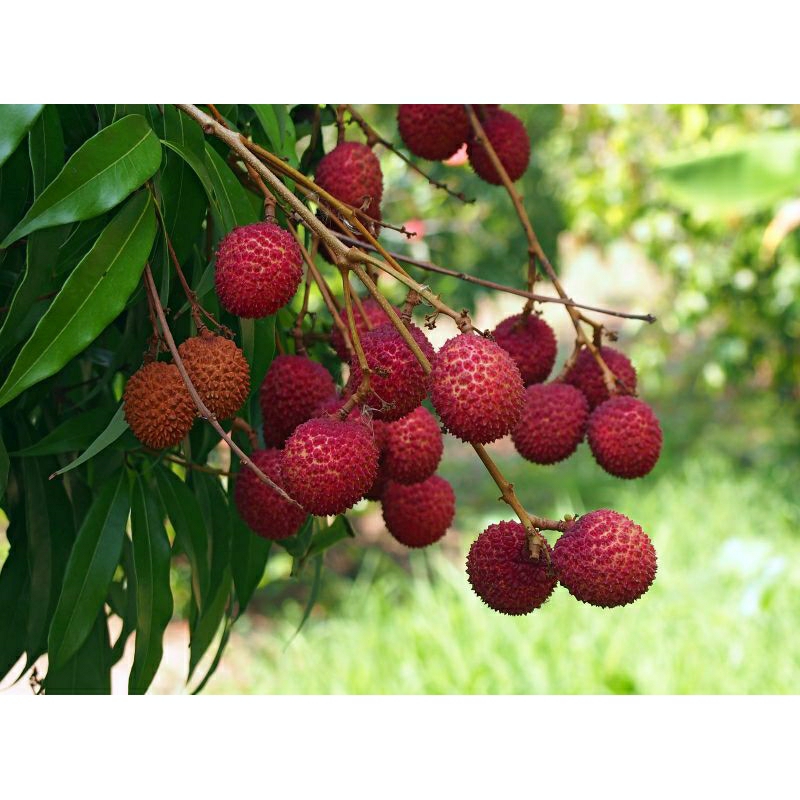 bibit leci merah hasil cangkok cepat berbunga berbuah