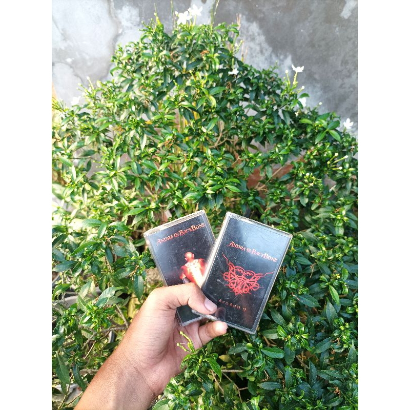 kaset andra and the backbone