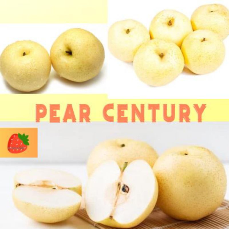 

Buah Pir Century Buah Pear Century