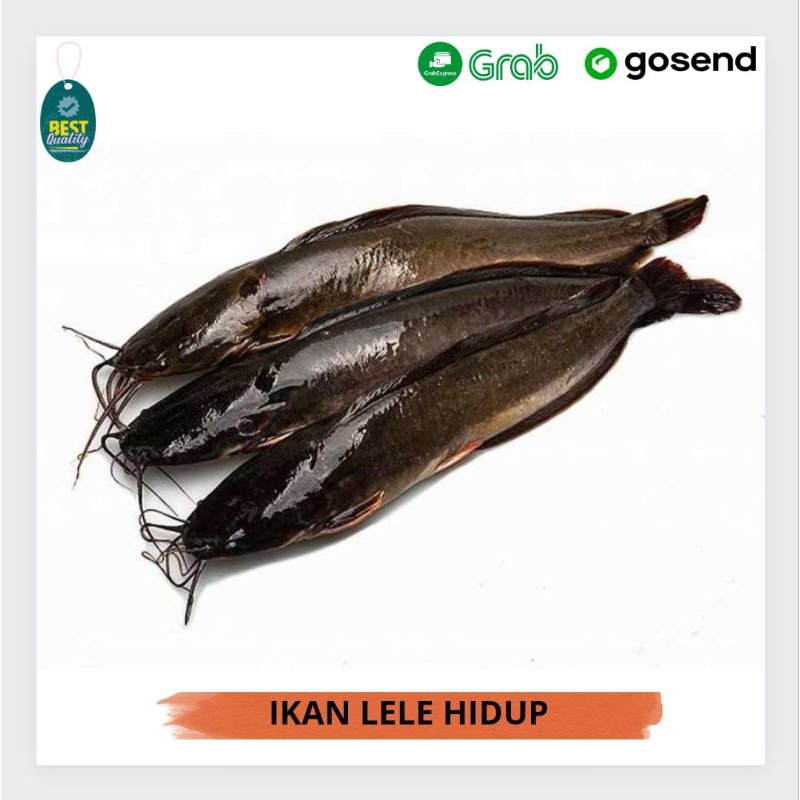 

Ikan Lele Hidup segar