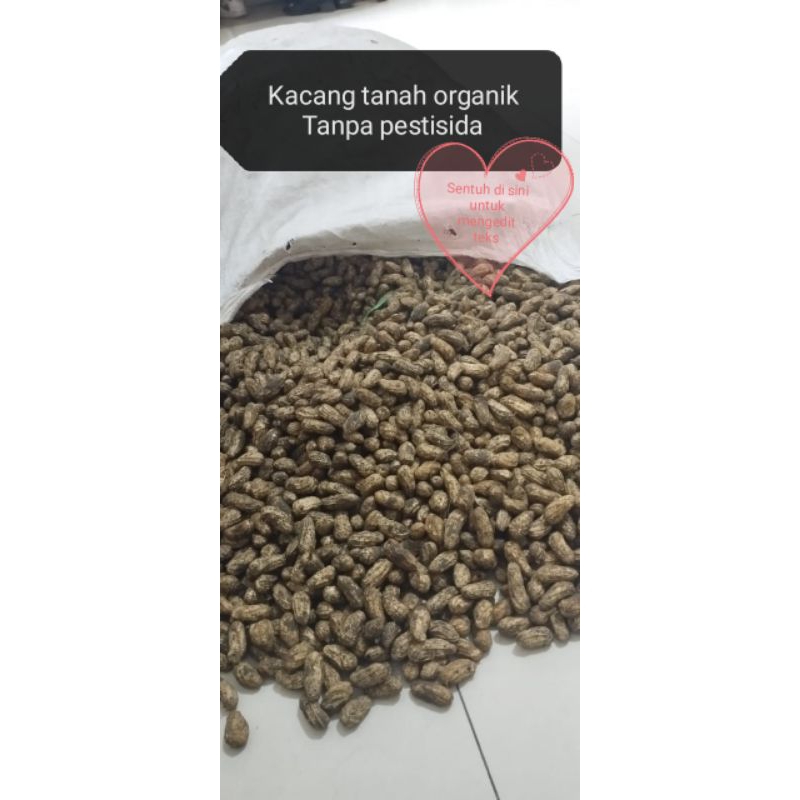 

kacang tanah organik