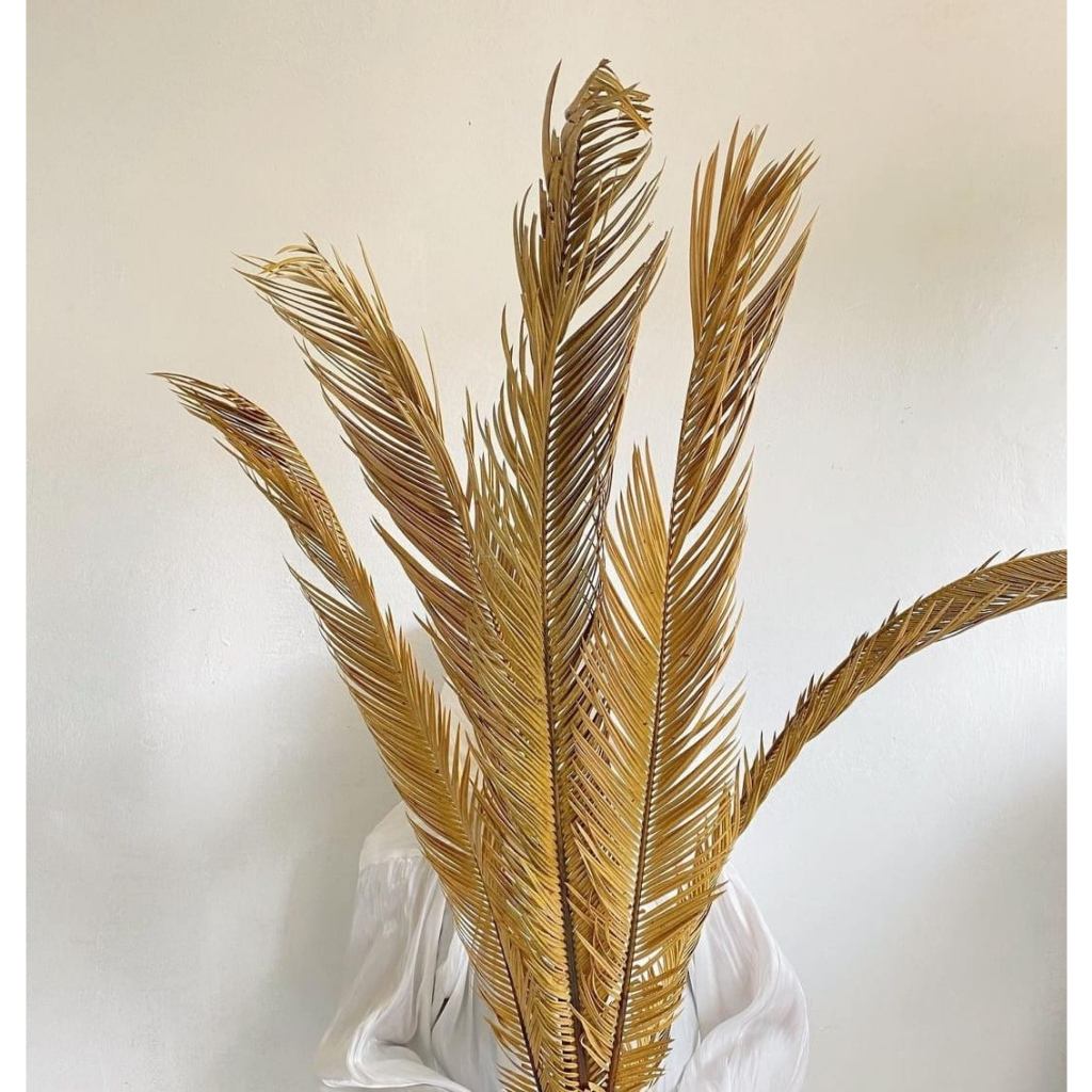 Palem kering sikas daun sikas kering dekorasi