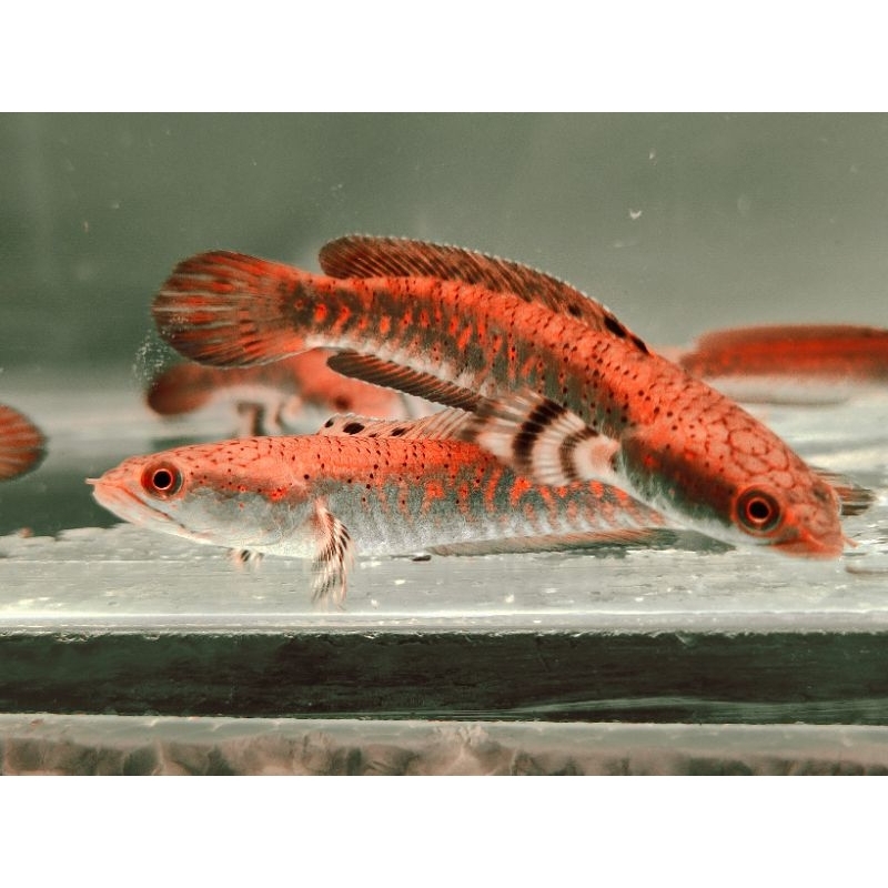 

Ikan Channa Blue Pulchra Grade A