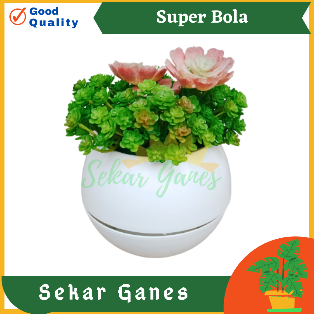 Pot Super Bola 14 Cm Putih Pot Bulat Vienna Putih Coklat Besar Pot Bola Vienna 677 676 Anggrek Self 