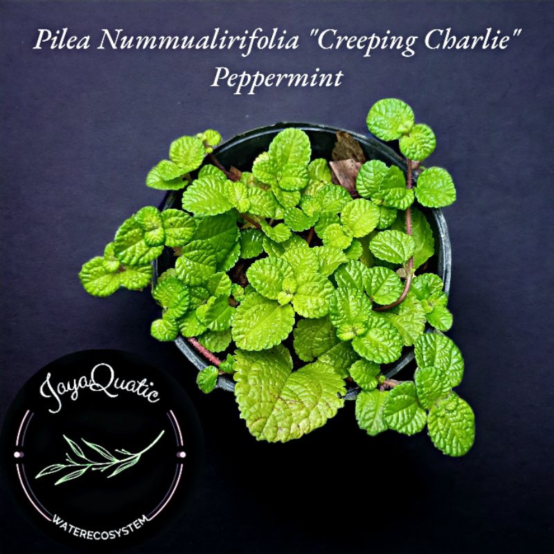 Peppermint "Pilea Nummualirifolia|Creeping Charlie" - Tanaman Hias Rambat Paludarium Terrarium Vivar