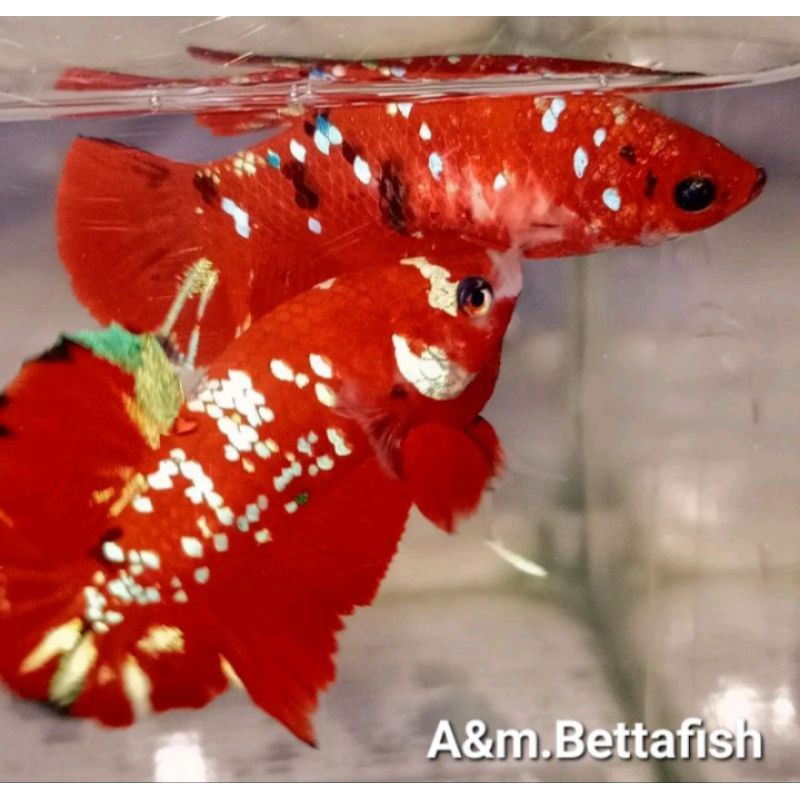 Red Koi Galaxy top grade