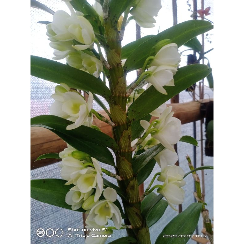 Dendro nobile dewasa