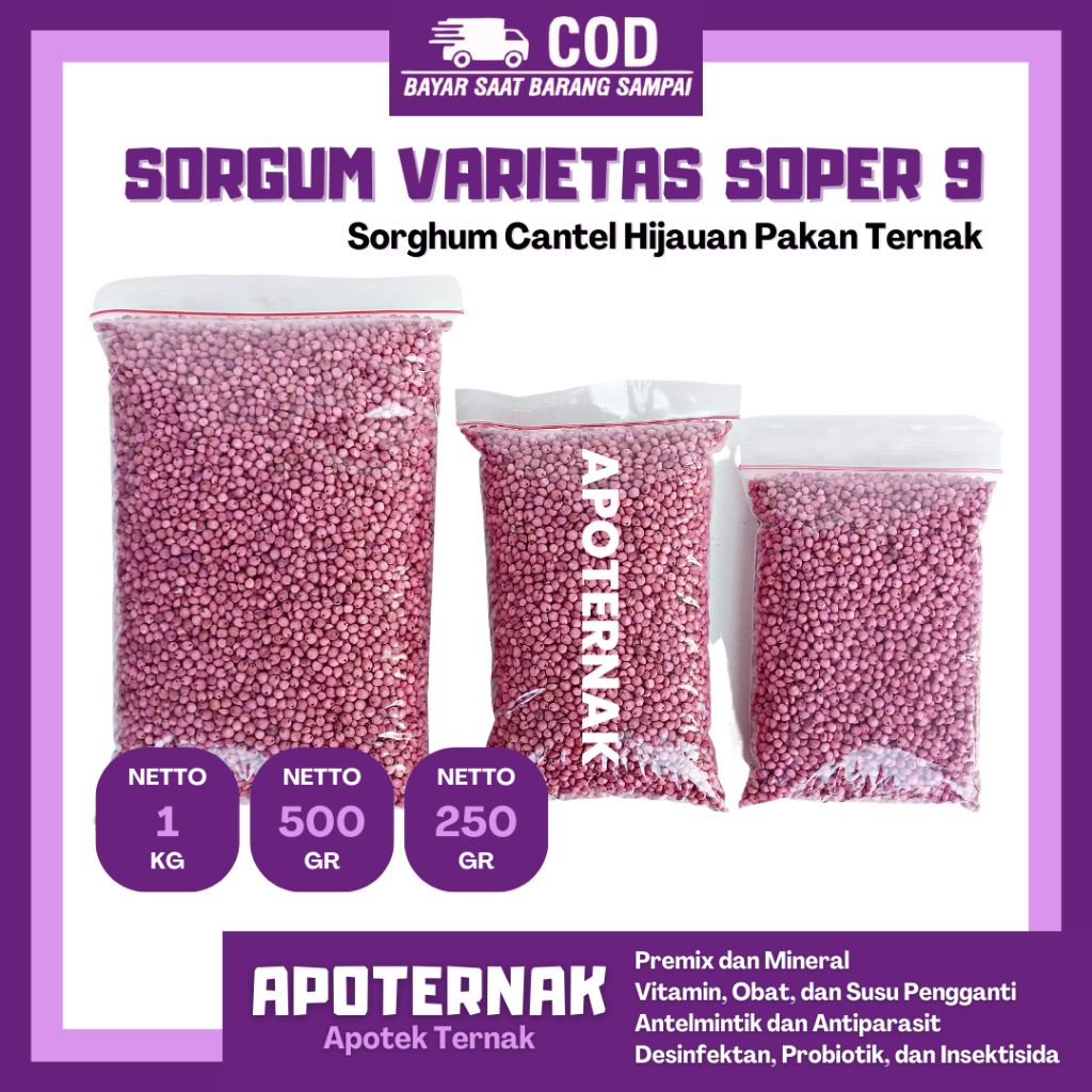 BIBIT SORGUM SOPER 9 | Benih Sorgum Varietas Soper 1 kg | Sorghum Cantel hijauan pakan ternak