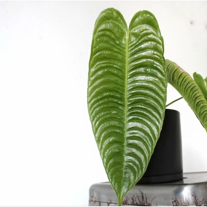 Anthurium veitchii (King of Anthurium) size mature