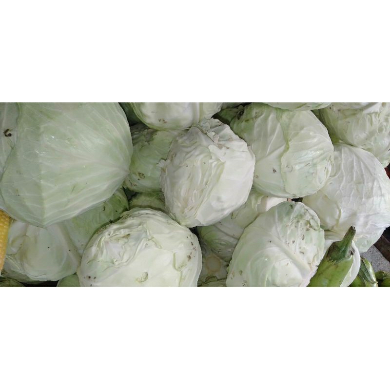 SAYUR KUBIS KOBIS HIJAU SEGAR