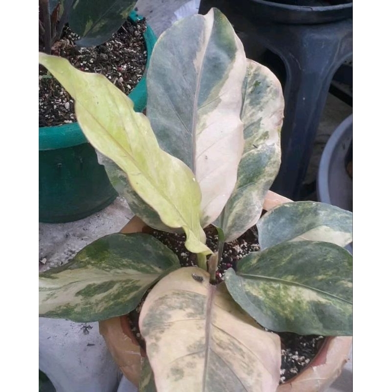 Hokeri Tembaga Varigata