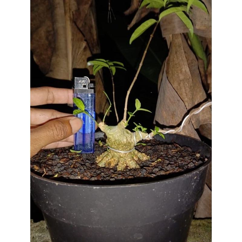 Pohon bonsai anting putri Anput program akar keliling ukuran mame