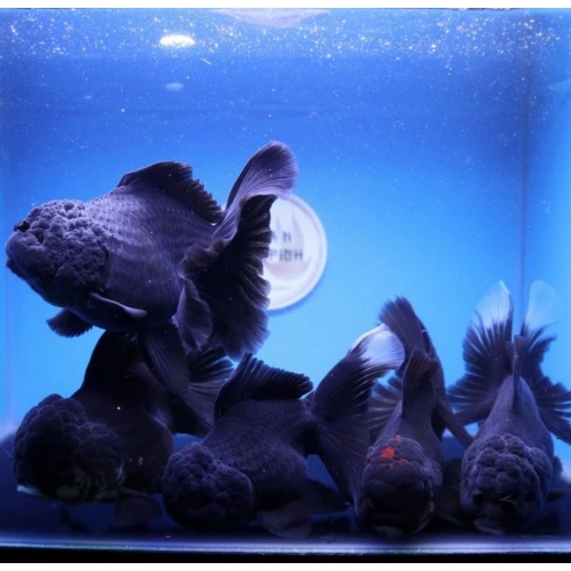 New Oranda Super Black