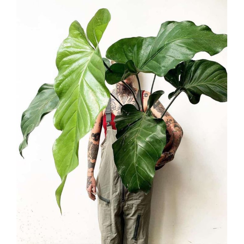 Tanaman hias anthurium Lea (bigsplash)