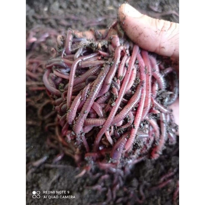 100 GRAM Cacing Merah ANC Cacing Tanah Pakan burung |Pakan Ikan Predator / ORGANIK FARM