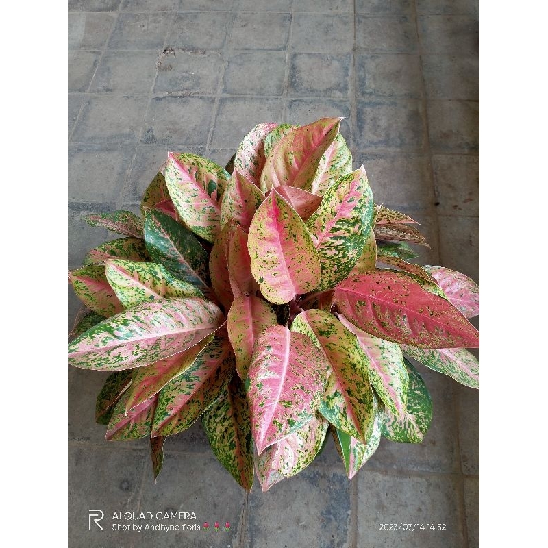 Aglo big roy rumpun jumbo