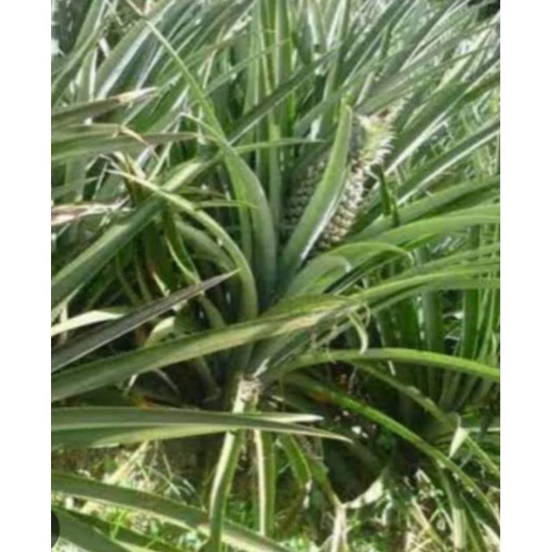 

daun nanas segar