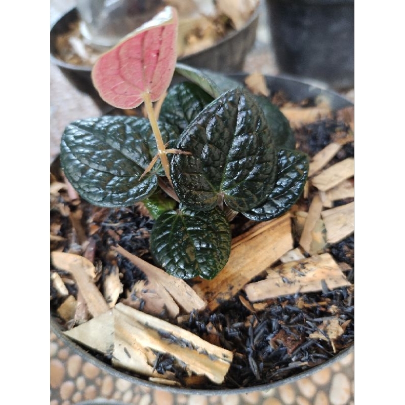 Sirih hitam ori 4 helai daun asli hitam