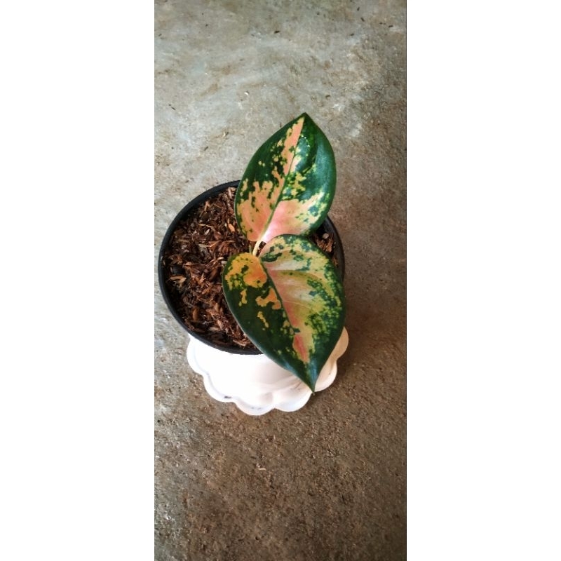 aglonema baby sultan Brunei