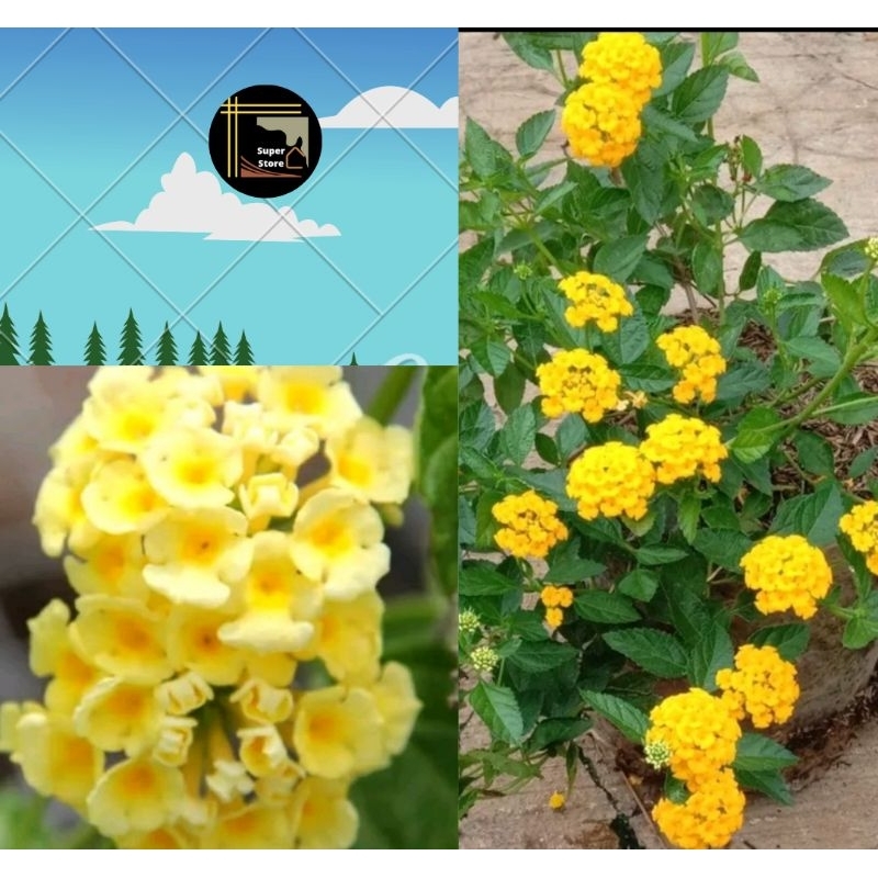 Bunga Lantana Hidup - Tanaman Hias Lantana Kuning - Bibit Bunga Lantana Kuning